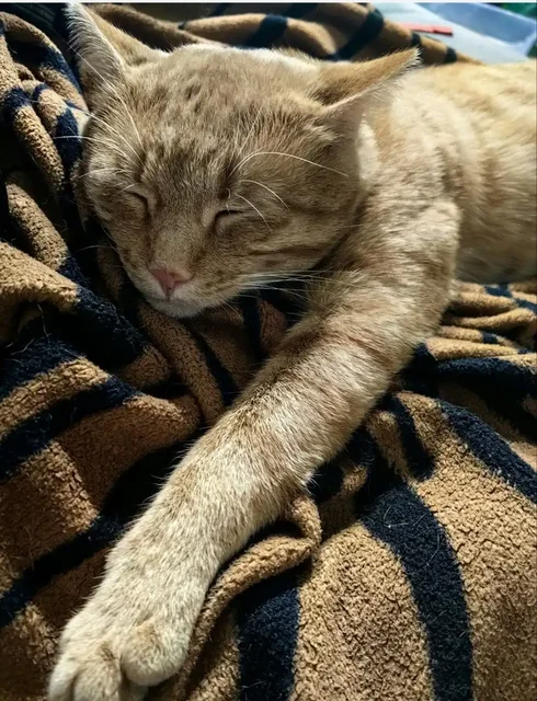 Потерялся рыжий кот Грегори в Черёмушках - Животные в Южно-Сахалинск