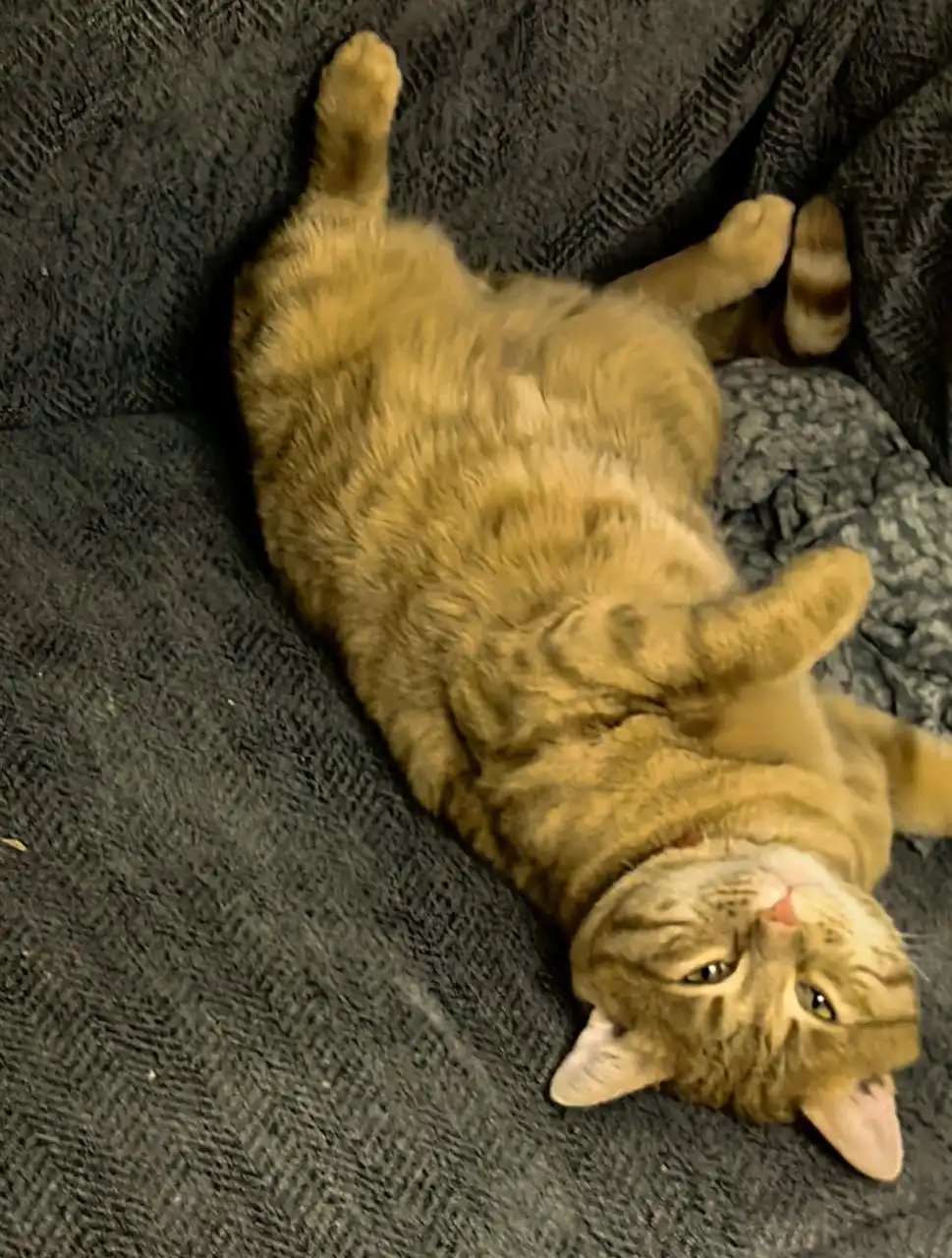 Потерялся рыжий кот Грегори в Черёмушках