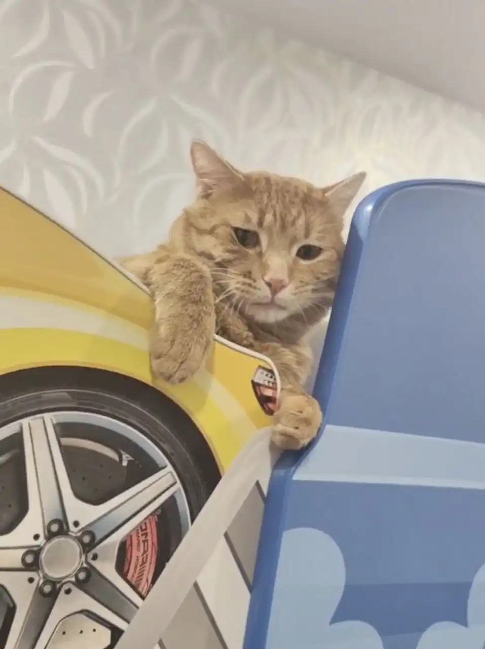 Потерялся рыжий кот Грегори в Черёмушках