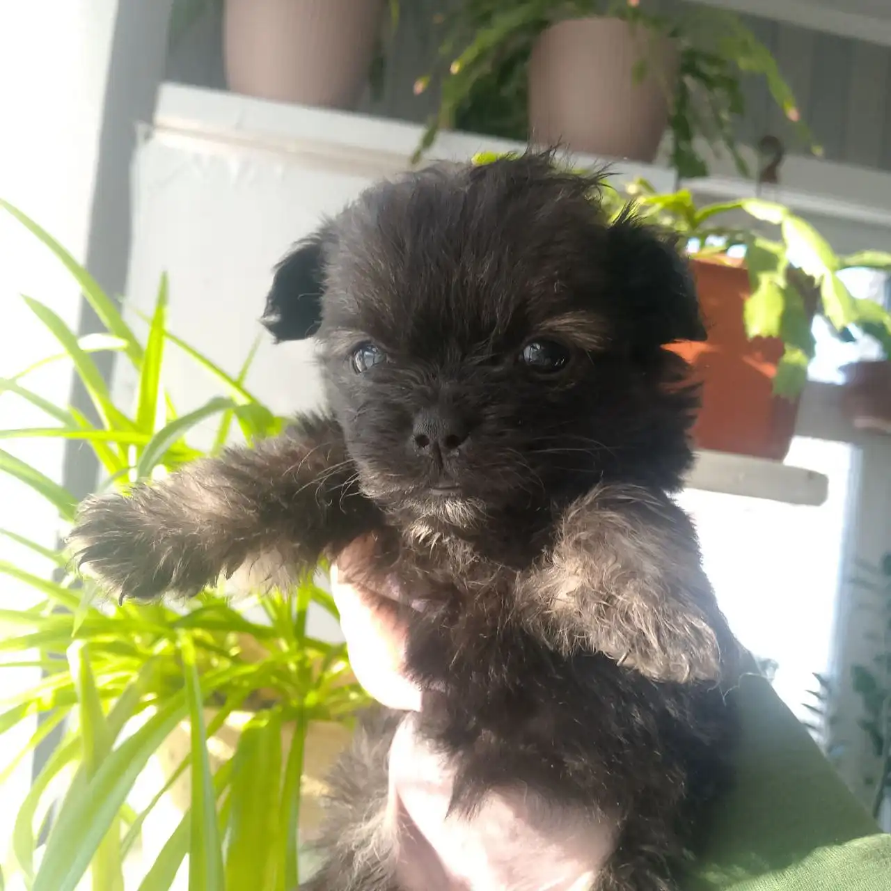 Щенки для добрых рук