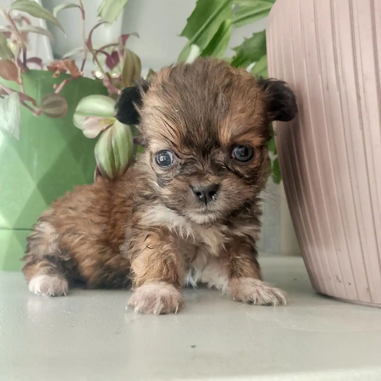 Щенки для добрых рук