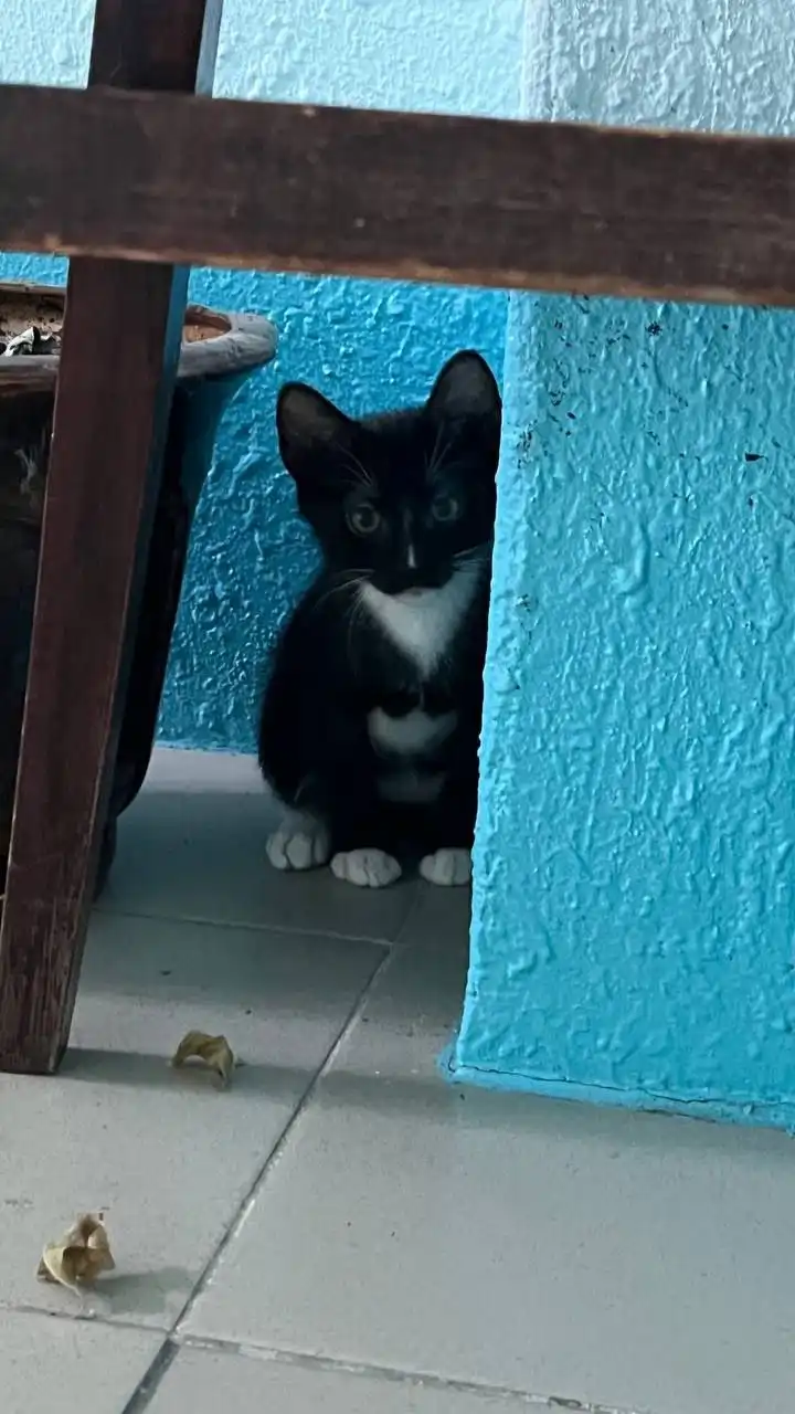 Пристрой двух котят