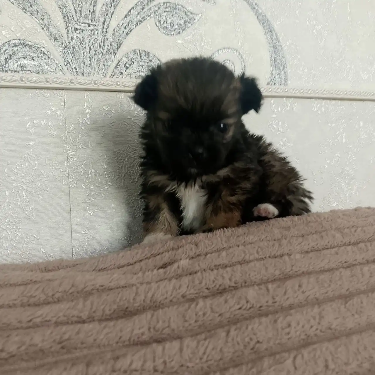 Щенок пекинеса и йорка в Южно-Сахалинске