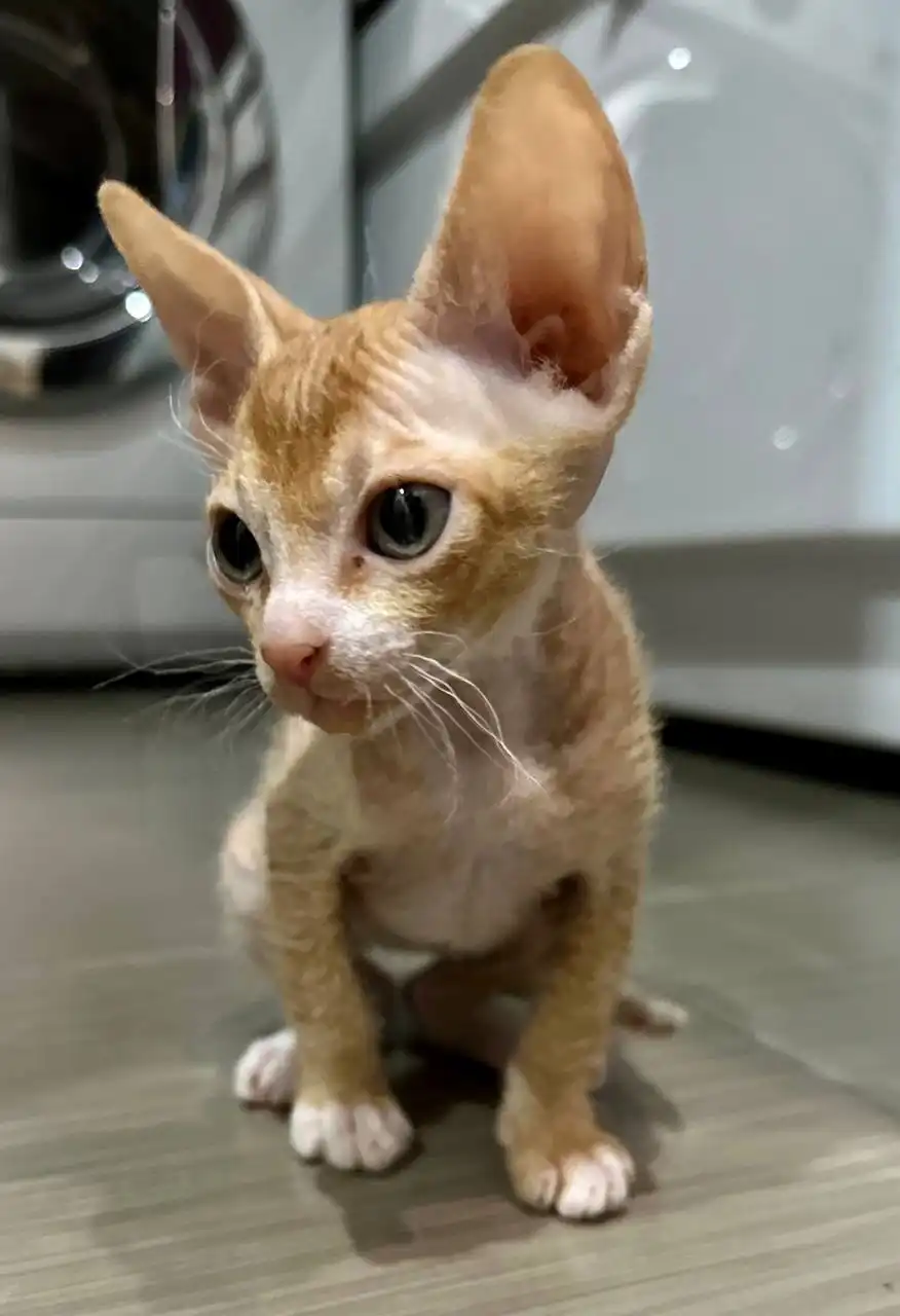 Продажа котенка породы Донской сфинкс