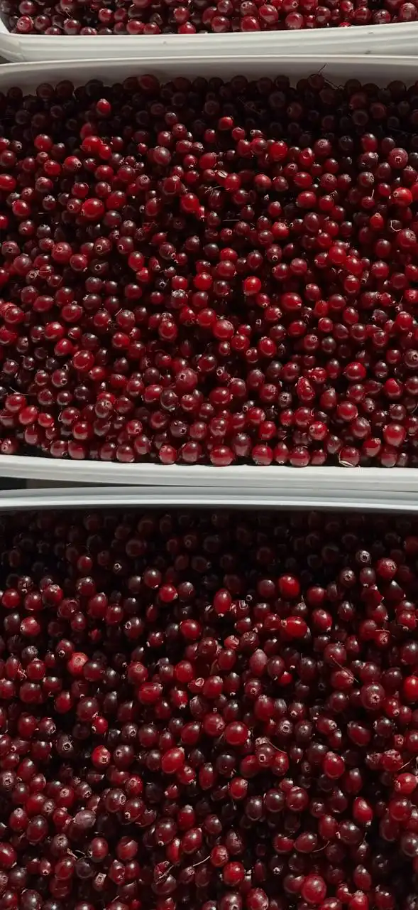 Продам клюкву