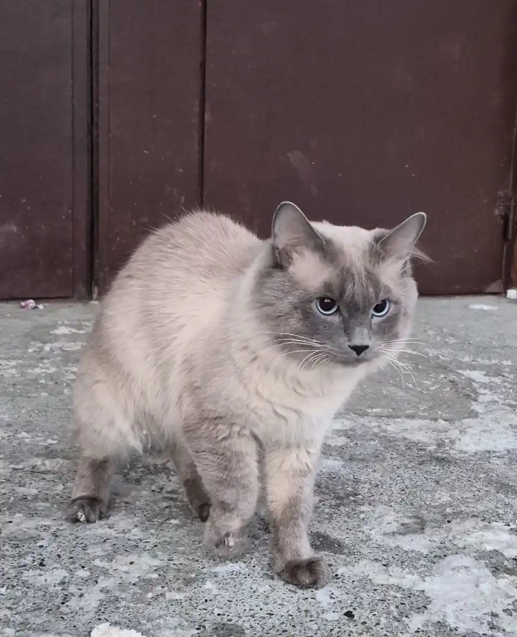 Найдена кошка на Амурской - Животные в Южно-Сахалинск