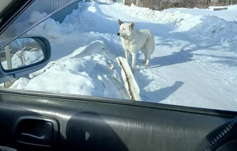 Пёс трое суток скитается в Южно-Сахалинске - частное объявление в Южно-Сахалинск