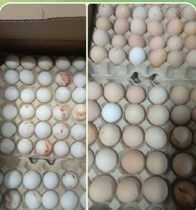 Продажа свежих местных яиц в Южно-Сахалинске - Продукты питания (Барахолка) в Южно-Сахалинск