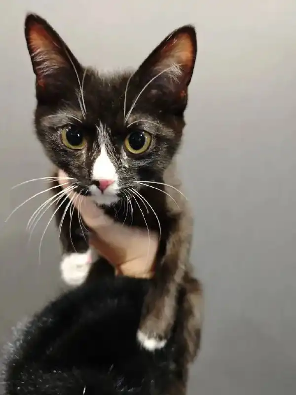 Найденный мальчик у подъезда - Животные в Южно-Сахалинск