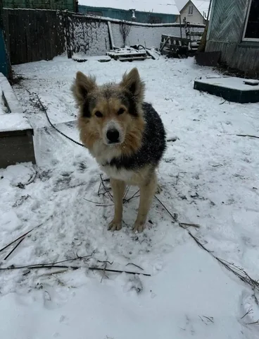 Собака ищет новый дом - Аквариумистика в Южно-Сахалинск