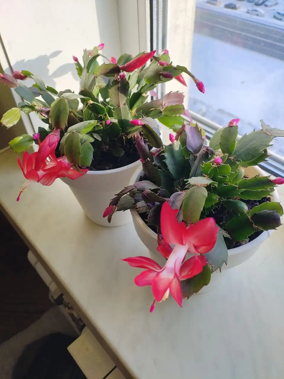 Продам декабрист красный в горшке - Комнатные растения (Хобби и отдых) в Южно-Сахалинск