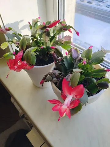 Продам декабрист красный в горшке - Сноуборд в Южно-Сахалинск