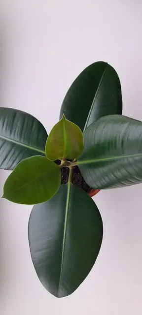 Фикус Бенжамина - частное объявление в Южно-Сахалинск