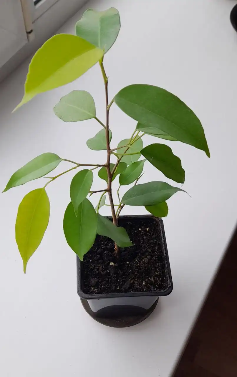 Фикус Бенжамина - Растения в Южно-Сахалинск