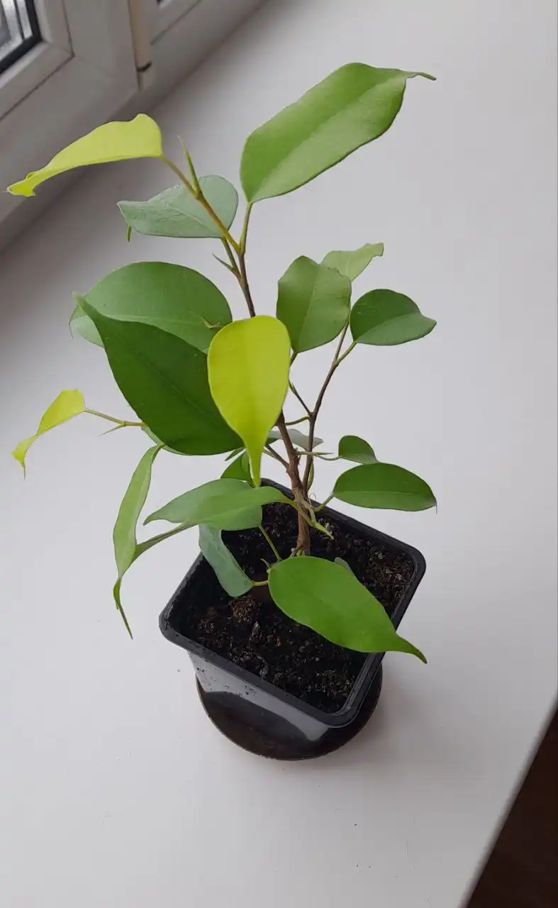 Фикус Бенжамина - Растения в Южно-Сахалинск