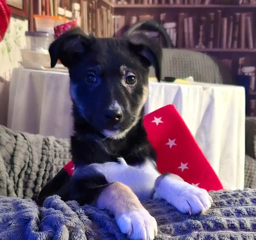 Щенок Мишутка ищет хозяев - Собаки (Животные) в Южно-Сахалинск