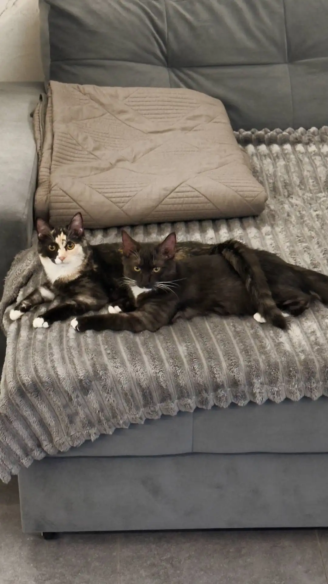 Отдам котят в добрые руки - Кошки/Котята (Животные) в Южно-Сахалинск