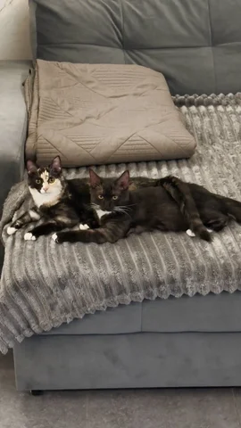 Отдам котят в добрые руки - частное объявление в Южно-Сахалинск