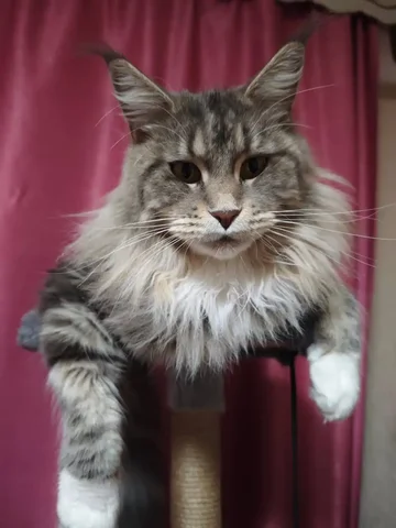 Потерялась кошка в ЛУГОВОМ, район Дружбы 12 - частное объявление в Южно-Сахалинск