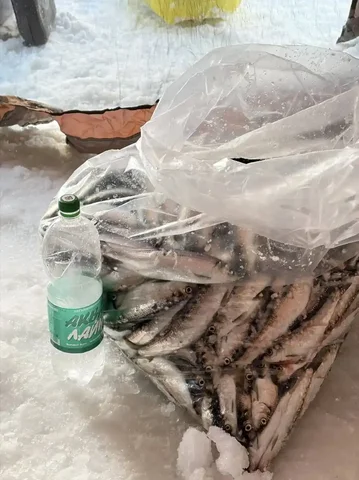 Свежевыловленная селедка в Корсакове - частное объявление в Корсаков