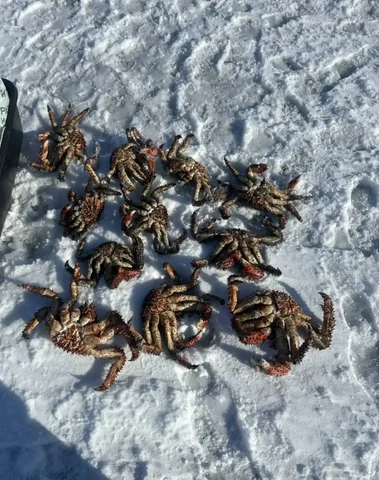 Продам краб сырец с моря - Розыгрыш в Южно-Сахалинск