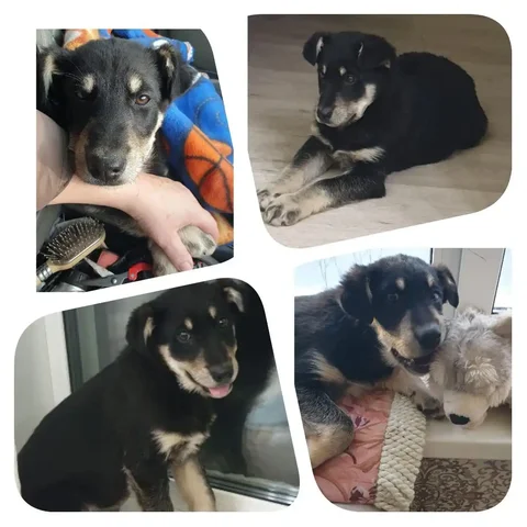 Найденный мальчишка в поле - Ветеринарные препараты в Южно-Сахалинск