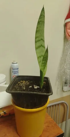 Продам сансивьеру (щучий хвост) - Детский транспорт в Южно-Сахалинск