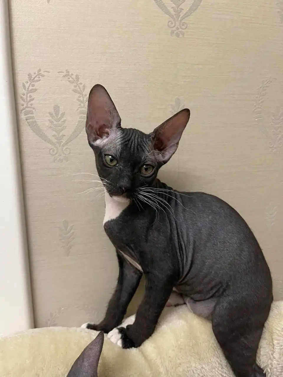 Продаётся котёнок Донского сфинкса велюровый 2.5 месяца - Кошки (Животные) в Южно-Сахалинск