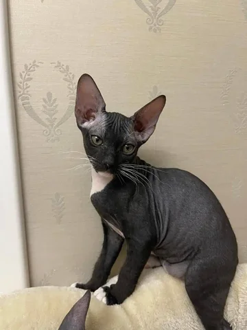 Продаётся котёнок Донского сфинкса велюровый 2.5 месяца - Ветеринарные препараты в Южно-Сахалинск