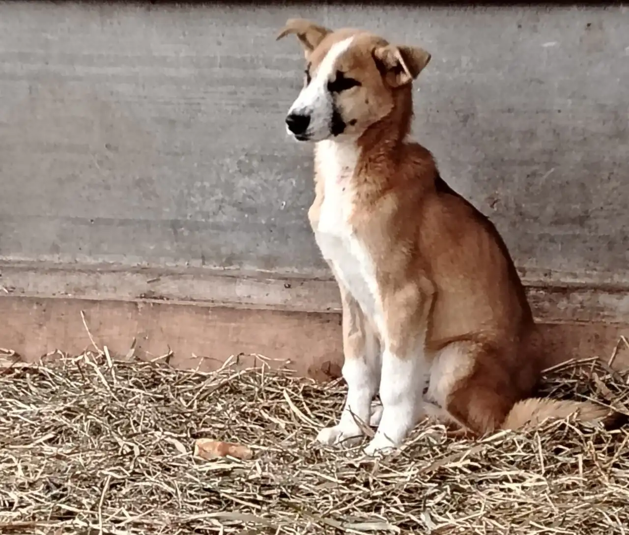 Щенок для охраны или компаньона ищет дом - Собаки (Животные) в Южно-Сахалинск