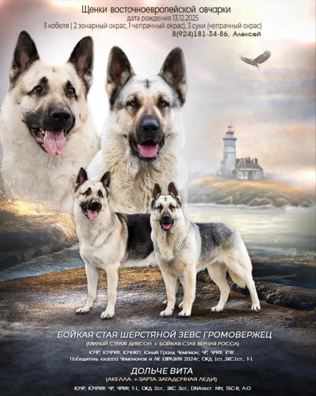 Резерв щенков восточноевропейской овчарки - Собаки (Животные) в Южно-Сахалинск