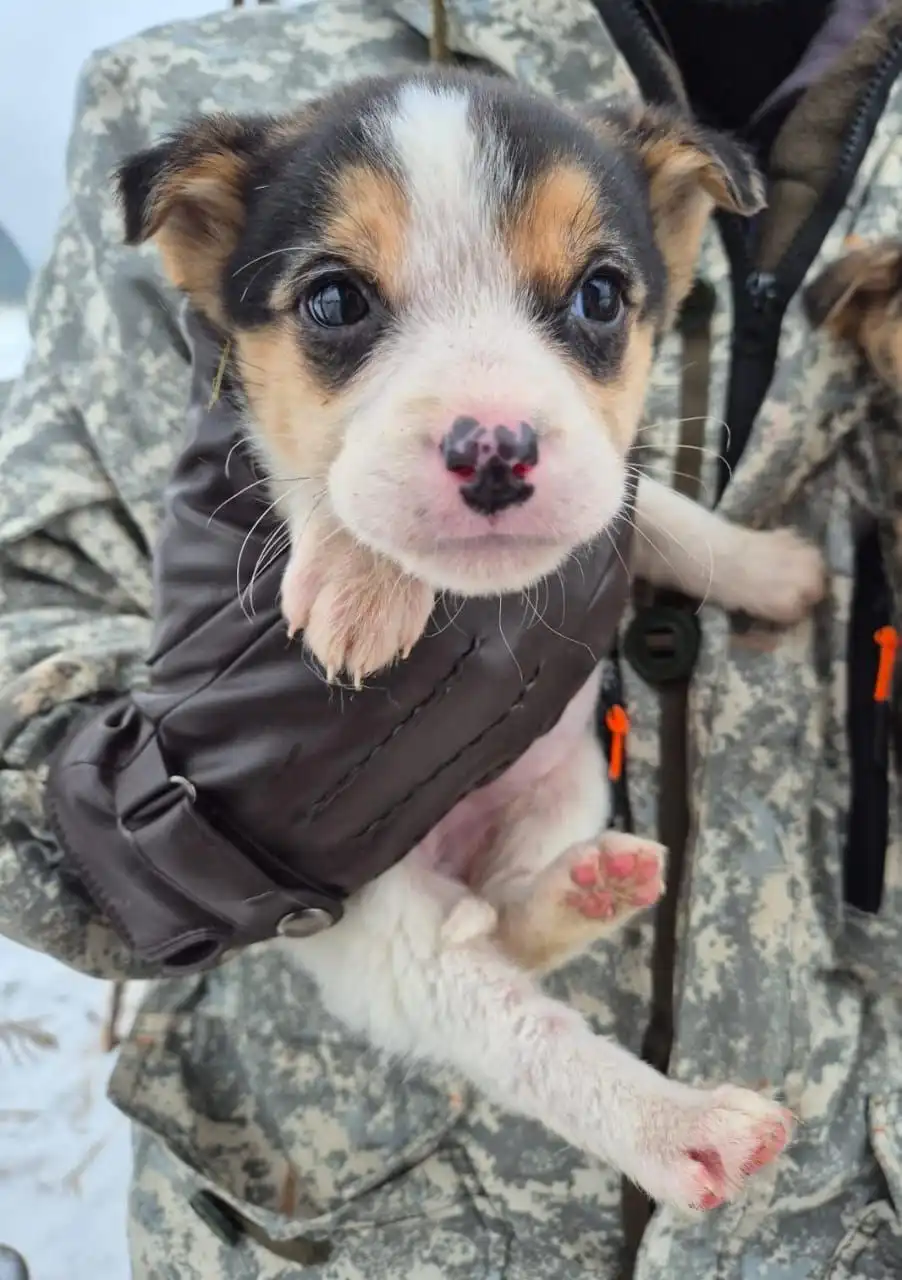 Щенок для дома - Собаки (Животные) в Южно-Сахалинск