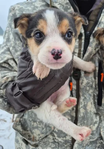 Щенок для дома - Рыба в Южно-Сахалинск