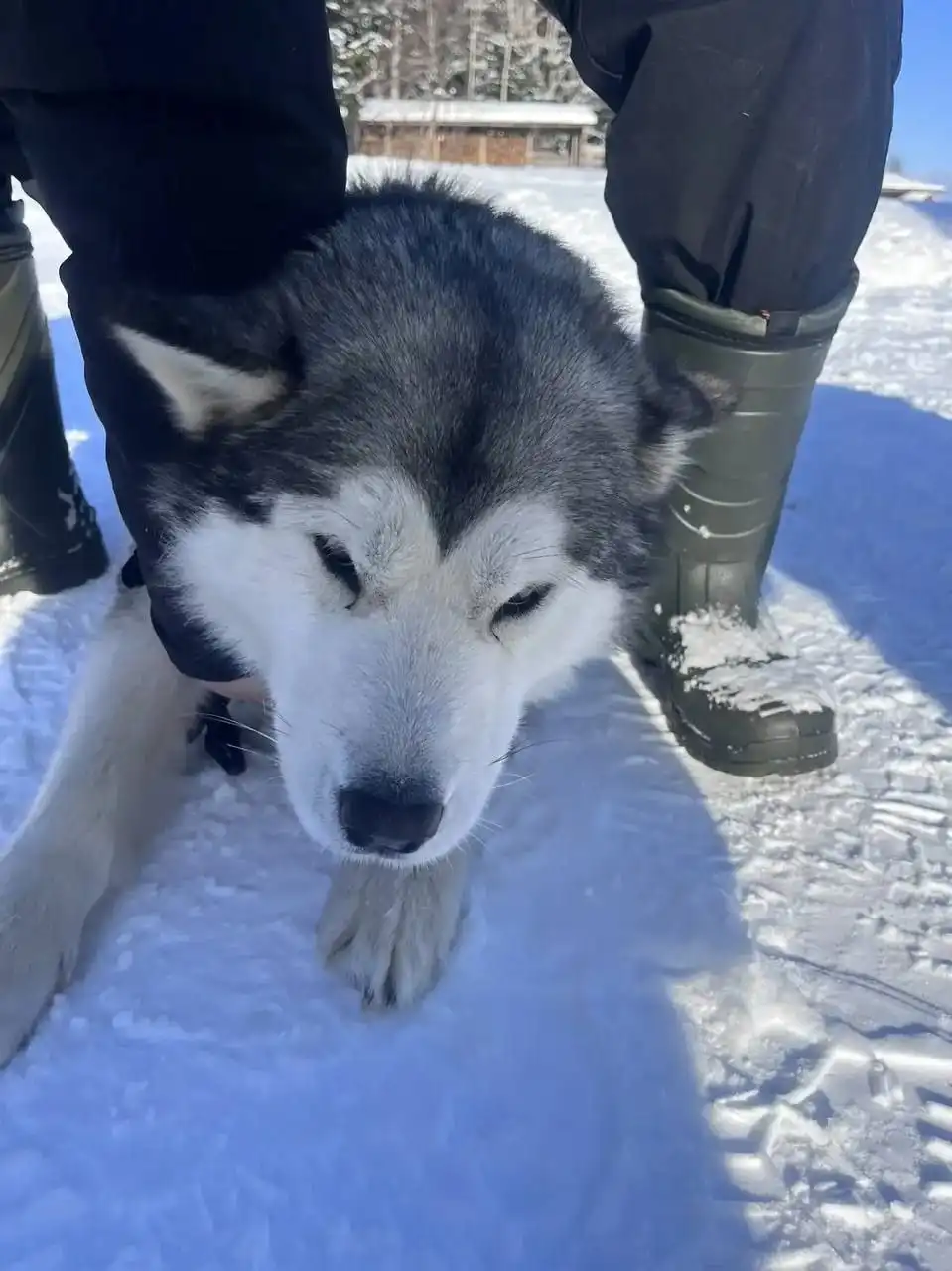 Ищут дом для двух маламутов - Собаки (Животные) в Южно-Сахалинск