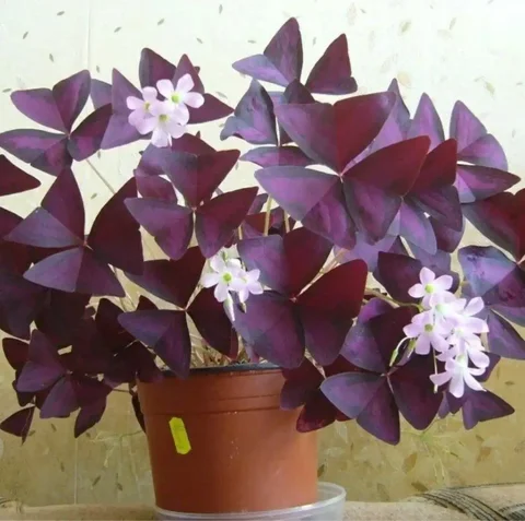 Продам или отдам цветок - Садоводство в Южно-Сахалинск