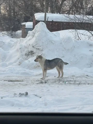 Найдена собака во дворе на парковке в Южно-Сахалинске - частное объявление в Южно-Сахалинск