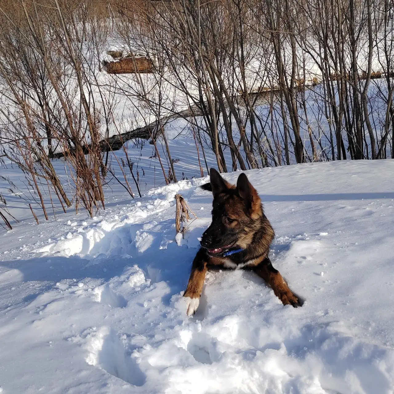 Игривый активный мальчик 6 мес ищет дом и любящих хозяев - Кошки (Животные) в Южно-Сахалинск