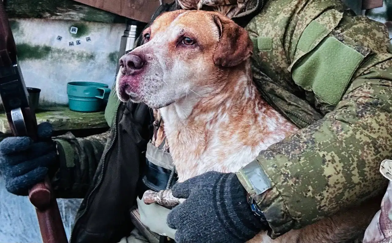 Собака в хорошие руки - Собаки (Животные) в Корсаков