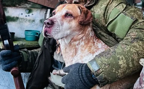 Собака в хорошие руки - Собаки в Корсаков