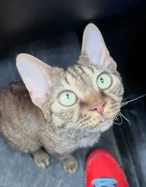 Поиск пропавшего кота породы Девон Рекс в Южно-Сахалинске - Поиск/пропажа в Южно-Сахалинск