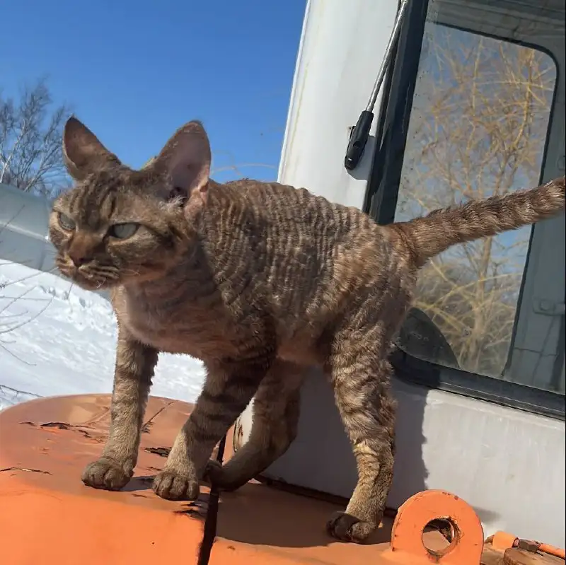 Поиск пропавшего кота породы Девон Рекс в Южно-Сахалинске - Поиск/пропажа (Животные) в Южно-Сахалинск