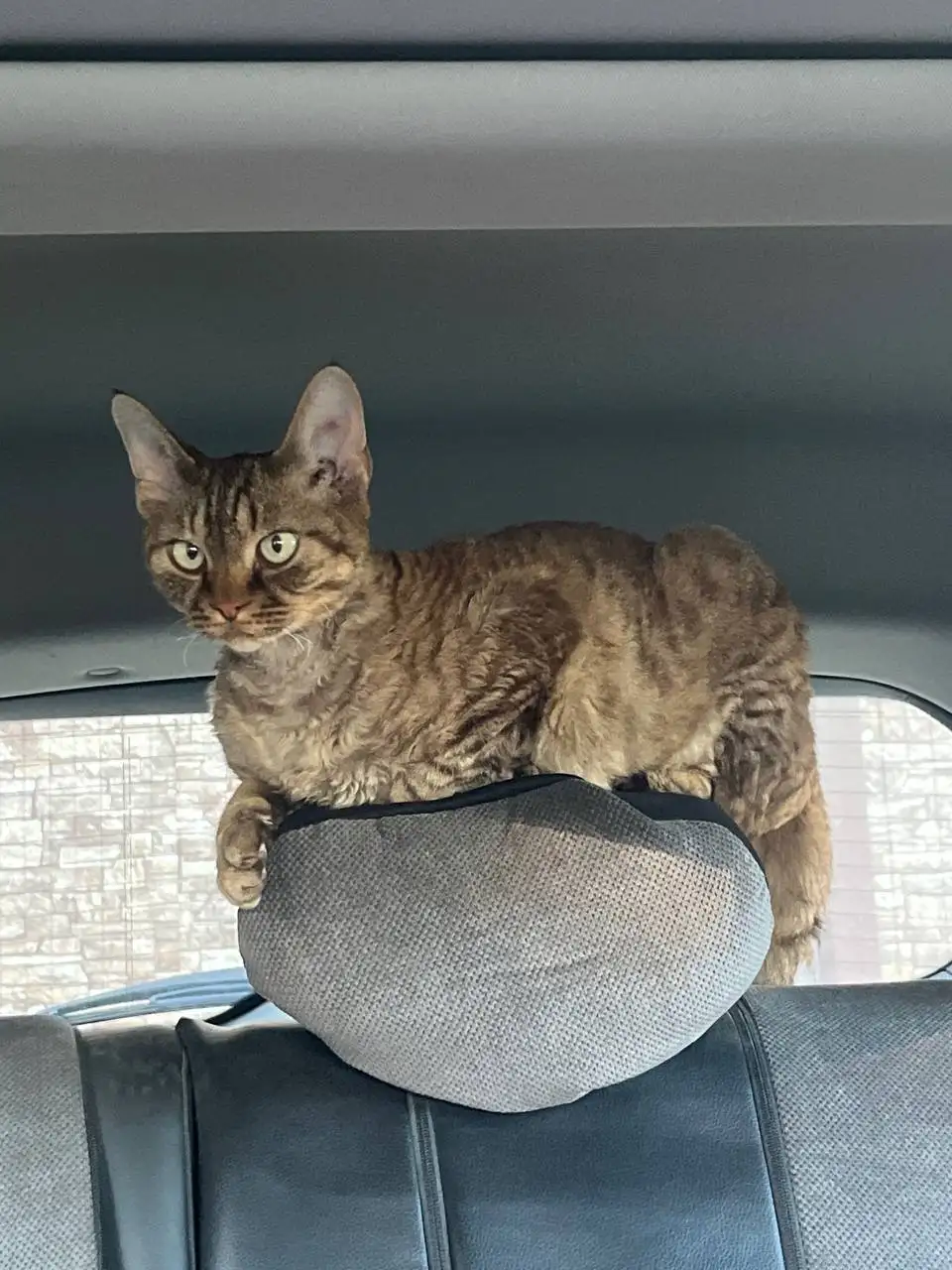 Поиск пропавшего кота породы Девон Рекс в Южно-Сахалинске - Поиск/пропажа (Животные) в Южно-Сахалинск