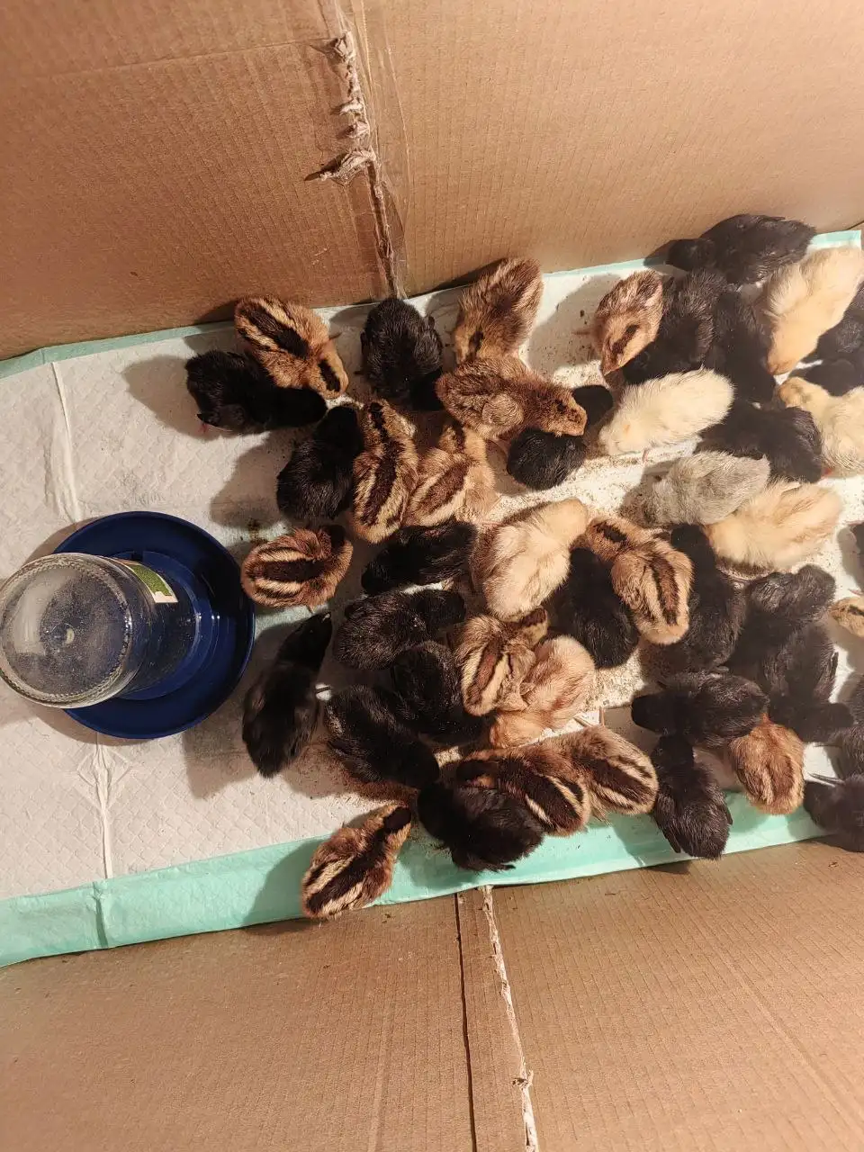 Продажа цыплят - Птицы (Животные) в Южно-Сахалинск