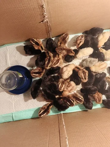 Продажа цыплят - Поиск/пропажа в Южно-Сахалинск