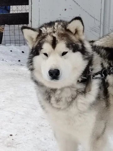 Маламут ищет дом в Южно-Сахалинске - Собаки в Южно-Сахалинск