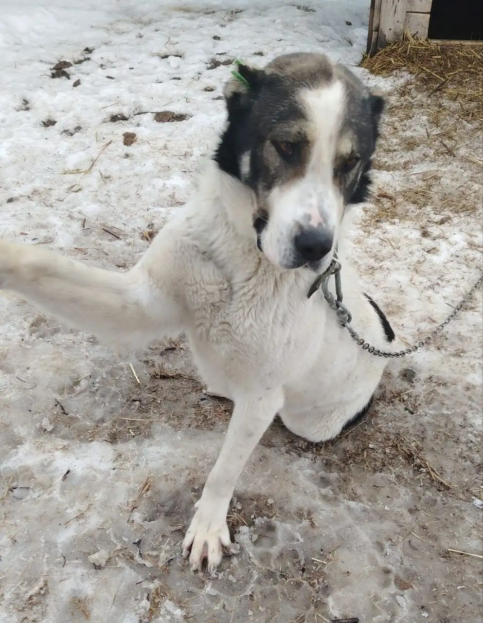 Алабай ищет семью в Модуле - Собаки (Животные) в Южно-Сахалинск