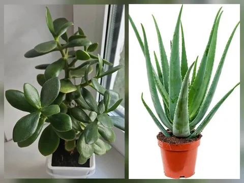 Продам Алоэ вера и Денежное дерево - Растения в Южно-Сахалинск