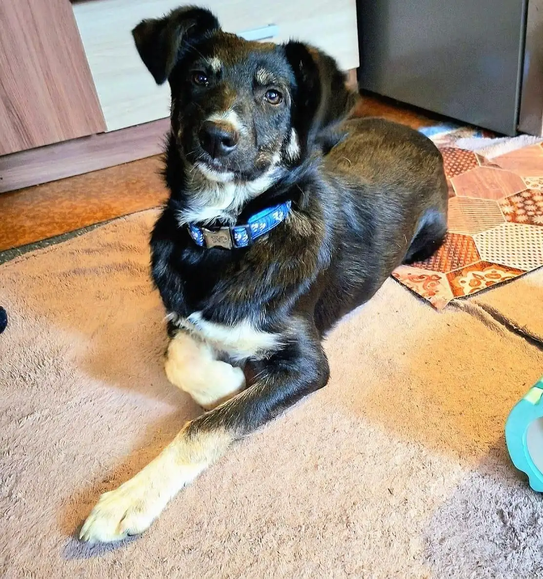 Щенок Мишка для ответственной семьи - Собаки (Животные) в Южно-Сахалинск