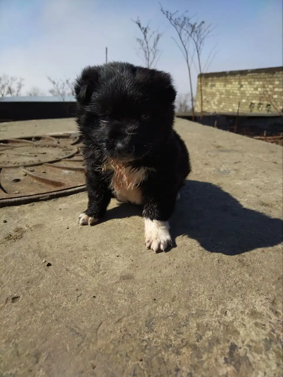 Ищем дом для пушистого комочка - Кошки (Животные) в Холмск