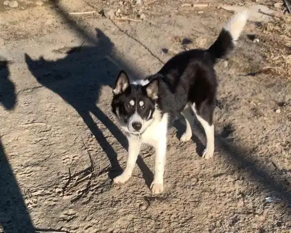Потерянная собака Джек в Южно-Сахалинске - Собаки (Животные) в Южно-Сахалинск